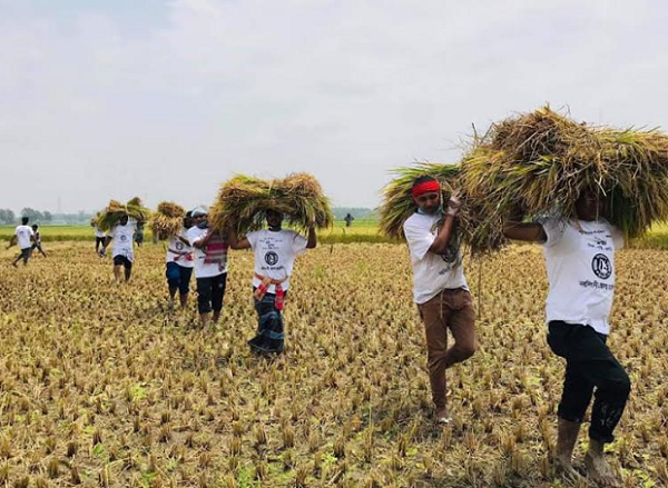 নরসিংদীতে কৃষকের ধান কেটে বাড়ি পৌঁছে দিলো ছাত্রলীগ