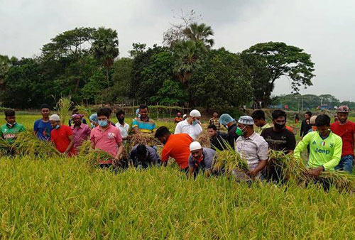 সোনারগাঁয়ে কৃষকের ধান কেটে বাড়ি পৌঁছে দিচ্ছে ছাত্রলীগ