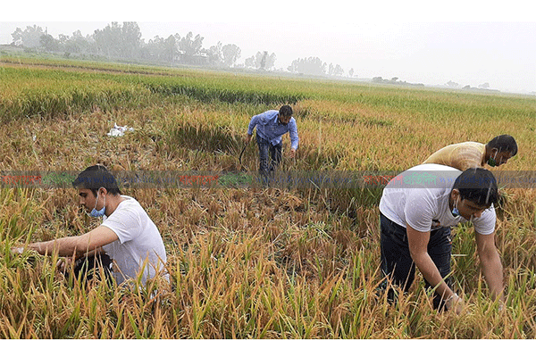 এবার মাঠে নেমে ধান কাটলেন ছাত্রলীগ সভাপতি-সাধারণ সম্পাদক