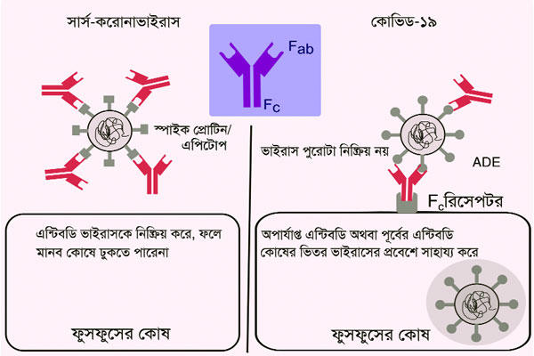 কোভিড-১৯: এন্টিবডি শুধু সুরক্ষাই দেয়?