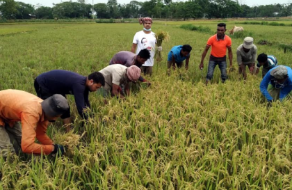 বিশ্বনাথে এবার কৃষকের ধান কেটে দিলো ছাত্রলীগ