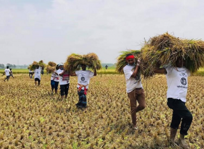 নরসিংদীতে কৃষকের ধান কেটে বাড়ি পৌঁছে দিলো ছাত্রলীগ