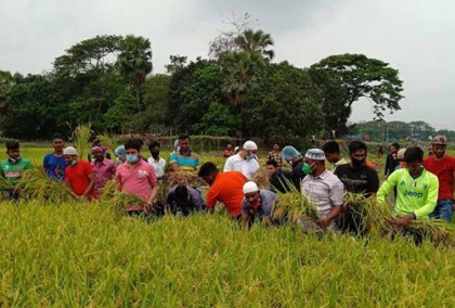 সোনারগাঁয়ে কৃষকের ধান কেটে বাড়ি পৌঁছে দিচ্ছে ছাত্রলীগ