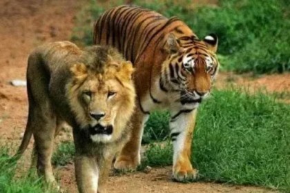বনবিড়ালের পর আরও ৪টি বাঘ ও ৩টি সিংহ করোনা আক্রান্ত