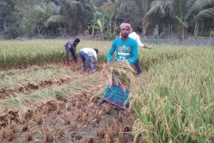 কৃষকের ধান কেটে 
দিলেন তারা
