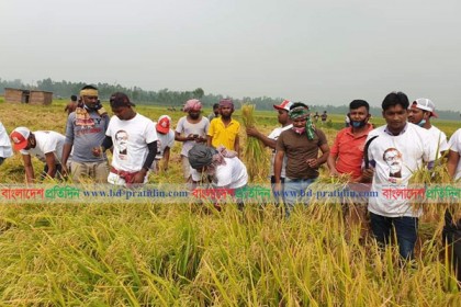 রিকশাচালকের জমির ধান কেটে দিলেন ৩০ জন স্বেচ্ছাসেবক