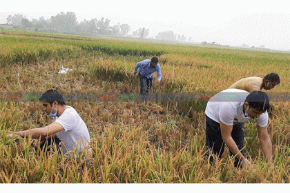এবার মাঠে নেমে ধান কাটলেন ছাত্রলীগ সভাপতি-সাধারণ সম্পাদক