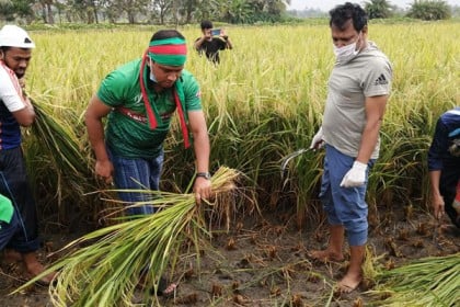 খুলনায় কৃষকের ধান কাটছে 
নগর যুবলীগ ও ছাত্রলীগ
