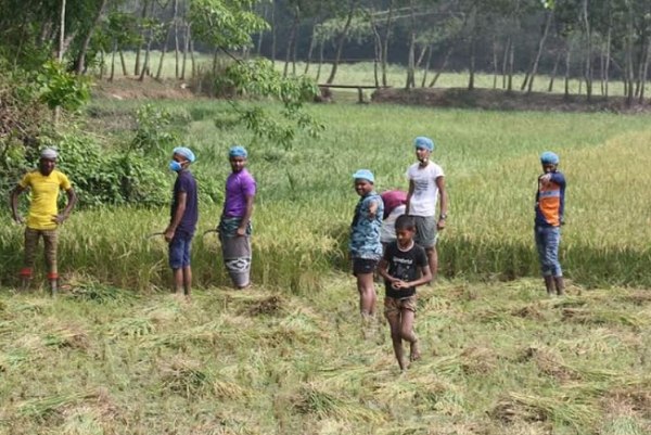 কাপাসিয়ায় কৃষকদের ধান কেটে বাড়ি পৌঁছে দিচ্ছে ছাত্রলীগ