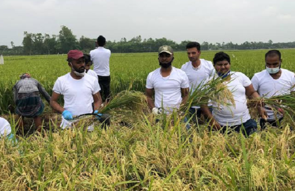 নরসিংদীতে ধান কেটে বাড়ি পৌঁছে দিল ছাত্রলীগ, মুখে হাসি কৃষকের