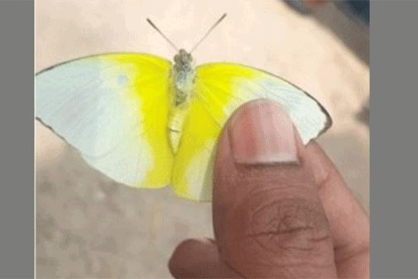 নওগাঁয় পঙ্গপালের মতো উড়ে আসছে 
ঝাঁকে ঝাঁকে অদ্ভুত পতঙ্গ!