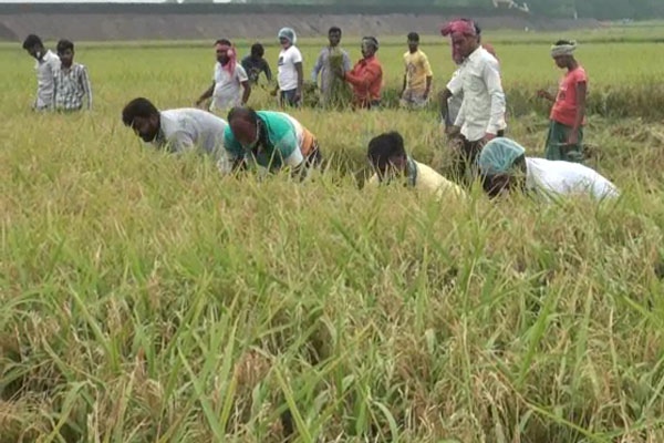 কালিয়াকৈরে অসহায় কৃষকদের পাশে কৃষকদল