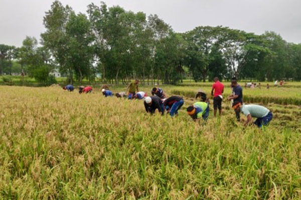 ভালুকায় ধান কেটে কৃষকের বাড়ি পৌঁছে দিলো ছাত্রলীগ