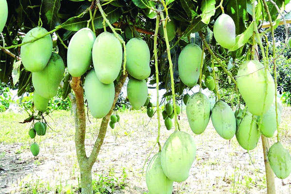 করোনা সংকটে হতাশায় রাজশাহীর আমচাষি