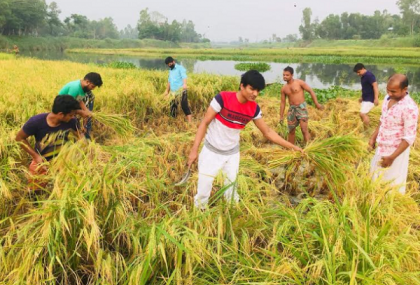ধামরাইয়ে কৃষকের জমির ধান কেটে ঘরে তুলে দিলো ছাত্রলীগ