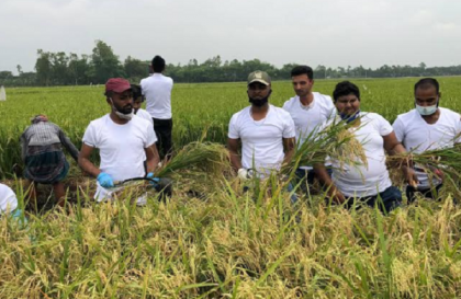 নরসিংদীতে ধান কেটে বাড়ি পৌঁছে দিল ছাত্রলীগ, মুখে হাসি কৃষকের