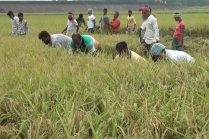 কালিয়াকৈরে অসহায় কৃষকদের পাশে কৃষকদল