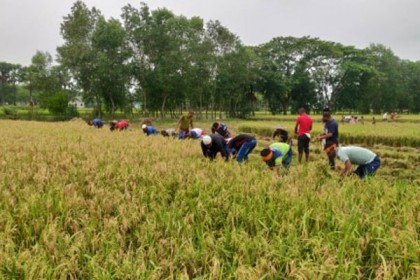 ভালুকায় ধান কেটে কৃষকের বাড়ি পৌঁছে দিলো ছাত্রলীগ