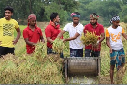 মুক্তিযোদ্ধা ও বিধবাদের ধান কেটে মাড়াই করে দেয় ছাত্রলীগ