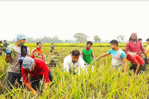 শ্রীমঙ্গলে কৃষকের ধান কেটে বাড়ি পৌঁছে দিল ছাত্রলীগ