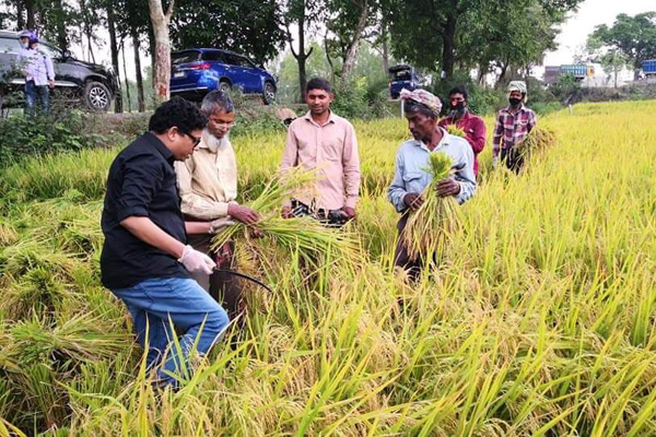 চলনবিলে ধান কাটলেন আইসিটি প্রতিমন্ত্রী পলক