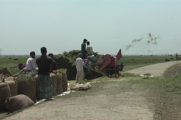 ডিঙ্গাপোতা হাওরের অধিকাংশ ধান কাটা সম্পন্ন, দাম কম থাকায় হতাশ কৃষক