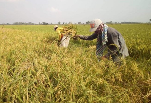 চাঁপাইনবাবগঞ্জ থেকে জেলার বাইরে যাচ্ছে ৩০০ ধানকাটা শ্রমিক 