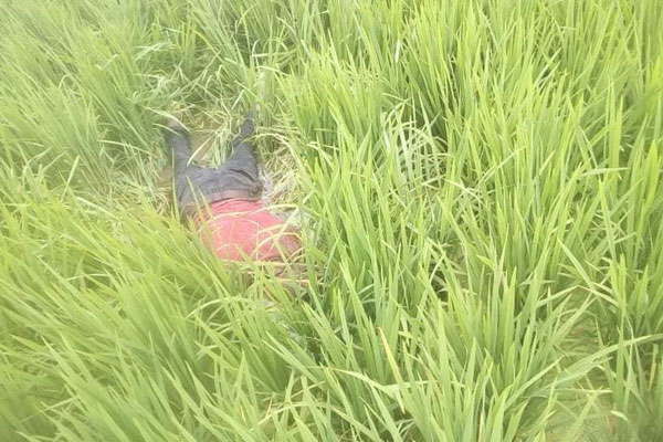 ঠাকুরগাঁওয়ে ধানক্ষেতে স্কুলছাত্রের গলাকাটা লাশ
