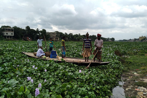 কচুরিপানায় ভরা তিতাস নদী, নৌকায় ফসল ঘরে নিতে সমস্যা