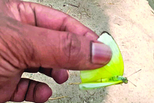 উড়ে আসছে ঝাঁকে ঝাঁকে প্রজাপতি
