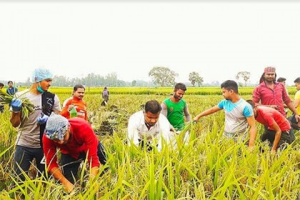 শ্রীমঙ্গলে কৃষকের ধান কেটে বাড়ি পৌঁছে দিল ছাত্রলীগ