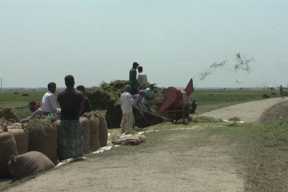 ডিঙ্গাপোতা হাওরের অধিকাংশ ধান কাটা সম্পন্ন, দাম কম থাকায় হতাশ কৃষক