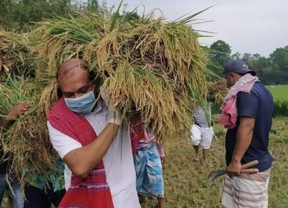 গাজীপুরে কৃষকের ধান কেটে মাড়াই করে দিলেন যুবলীগ নেতা