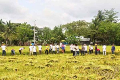 সুবর্ণচরে কৃষকের ৫ একর জমির ধান কেটে দিল ছাত্রলীগ