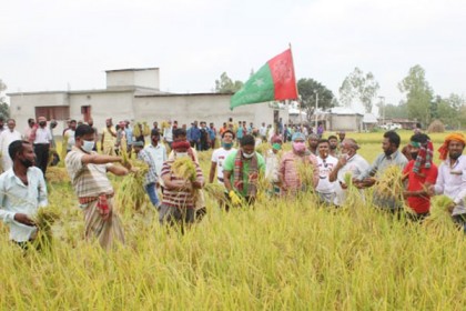 নন্দীগ্রামে কৃষকের ধান
কেটে দিলেন কৃষক লীগ নেতারা