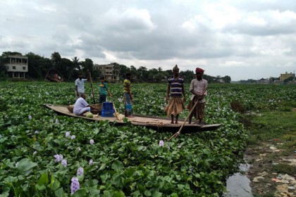 কচুরিপানায় ভরা তিতাস নদী, নৌকায় ফসল ঘরে নিতে সমস্যা