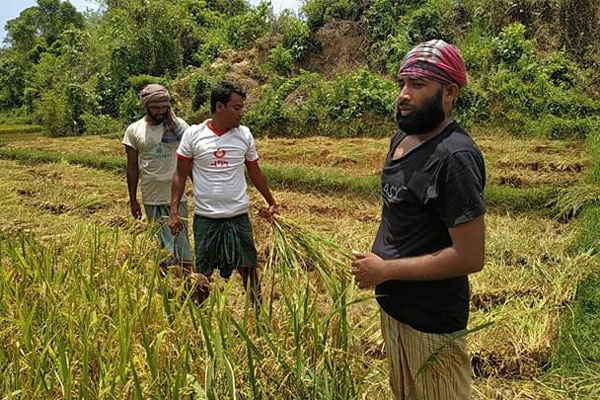 টেকনাফে কৃষকের ধান কেটে ঘরে পৌঁছে দিল যুবদল ও ছাত্রদল