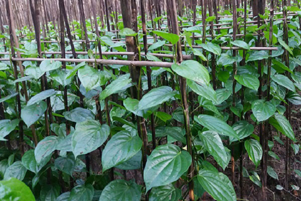 রায়পুরে পান বিক্রি বন্ধে দুর্ভোগে চাষিরা