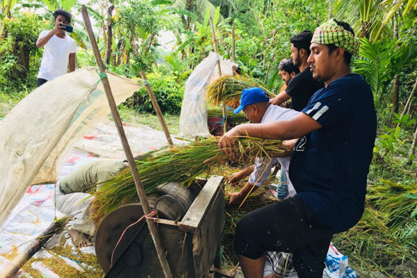 রায়পুরে কৃষকের ধান কেটে বাড়ি পৌঁছে দিলো ছাত্রলীগ