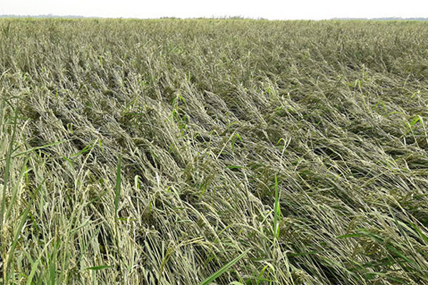 লালমনিরহাটে ঝড়ো হাওয়ায় ফসলের ব্যাপক ক্ষতি