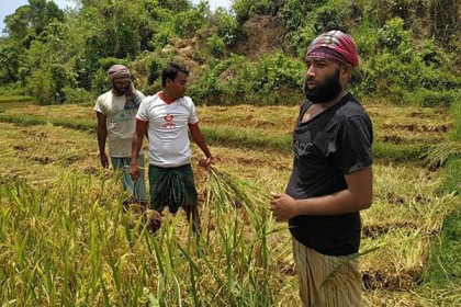 টেকনাফে কৃষকের ধান কেটে ঘরে পৌঁছে দিল যুবদল ও ছাত্রদল