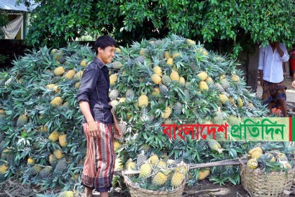 পাহাড়ে আনারসের বাম্পার ফলন, ক্রেতাশূন্য হাট
