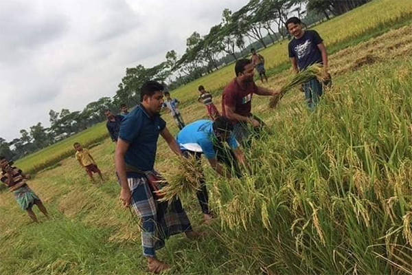 অসহায় কৃষকের ধান কেটে দিল নাঙ্গলকোট ছাত্রলীগ