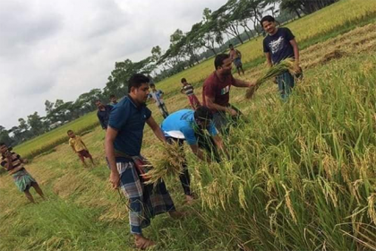অসহায় কৃষকের ধান কেটে দিল নাঙ্গলকোট ছাত্রলীগ