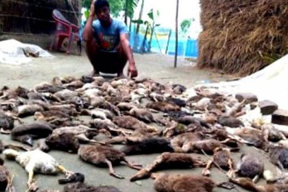 ডোবায় নেমেই ৩০০ হাঁসের মৃত্যু, অসুস্থ আরও ১২০০