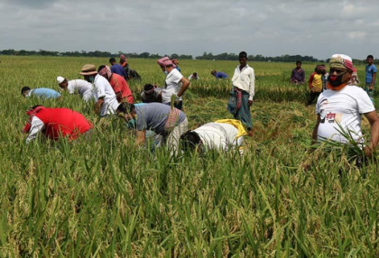 গোপালগঞ্জে কৃষকের জমির পাকা ধান কেটে দিল কৃষক লীগ 