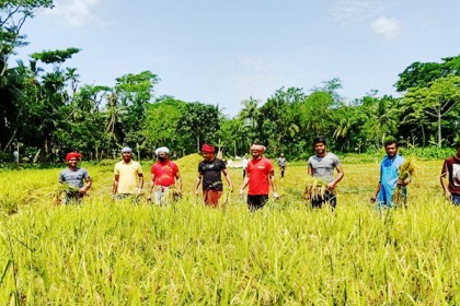 রায়পুরে কৃষকের ধান কেটে দিলো যুবলীগ
