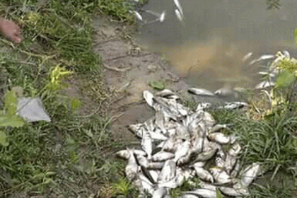 বগুড়ায় মাছের সাথে শত্রুতা

