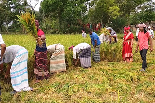 চুয়াডাঙ্গায় কৃষকের ধান কেটে দিল কৃষকলীগ