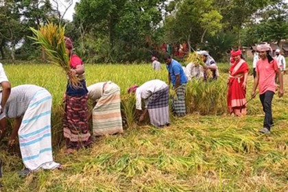 চুয়াডাঙ্গায় কৃষকের ধান কেটে দিল কৃষকলীগ